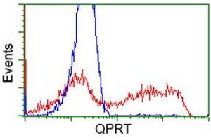 HEK293T cells transfected with either RC202960 overexpress plasmid (Red) or empty vector control plasmid (Blue) were immunostained by anti-QPRT antibody (ABIN2453568), and then analyzed by flow cytometry. (QPRT anticorps)
