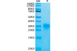 Biotinylated Human TSLP (R127A, R130A) on Tris-Bis PAGE under reduced condition.