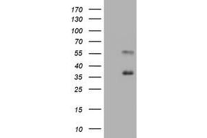 Image no. 2 for anti-Mucin 1 (MUC1) antibody (ABIN1499599) (MUC1 anticorps)