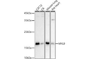 Western blot analysis of extracts of various cell lines, using MYL9 antibody (ABIN3023462, ABIN3023463, ABIN3023464 and ABIN6220005) at 1:1000 dilution.