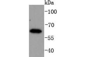 K562 lysates probed with IRF6 (1A1) Monoclonal Antibody  at 1:1000 overnight at 4˚C.