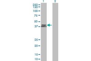 Western Blot analysis of WNT6 expression in transfected 293T cell line by WNT6 MaxPab polyclonal antibody. (WNT6 anticorps  (AA 1-365))