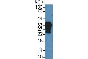 Western blot analysis of Mouse Cerebrum lysate, using Human PRNP Antibody (2 µg/ml) and HRP-conjugated Goat Anti-Rabbit antibody ( (PRNP anticorps  (AA 23-230))
