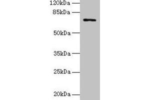 Western blot All lanes: SLC6A6 antibody at 0. (TAUT anticorps  (AA 1-49))