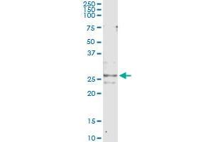 anti-Cripto, FRL-1, Cryptic Family 1 (CFC1) (AA 27-93) antibody