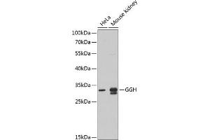 Western blot analysis of extracts of various cell lines, using GGH antibody (ABIN6131735, ABIN6141071, ABIN6141072 and ABIN6221124) at 1:1000 dilution.