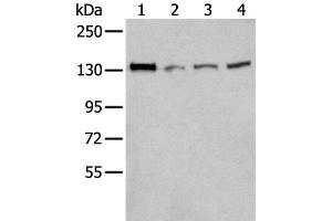 Western blot analysis of 293T Hela and A172 cell lysates using MORC2 Polyclonal Antibody at dilution of 1:300 (MORC2 anticorps)
