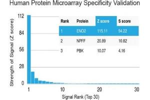 Analysis of HuProt(TM) microarray containing more than 19,000 full-length human proteins using Neuron Specific Enolase antibody (clone ENO2/1462).