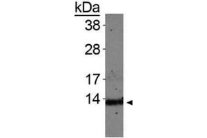 Western Blot of Rabbit Anti-Histone H4 [Monomethyl Lys20] Antibody.