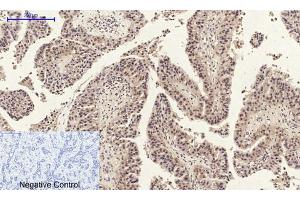 Immunohistochemical analysis of paraffin-embedded human-spleen, antibody was diluted at 1:200.