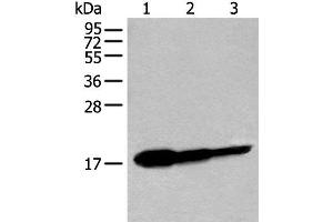 Western blot analysis of Human fetal brain tissue HT-29 cell and Jurkat cell lysates using UBE2V1 Polyclonal Antibody at dilution of 1:250 (UBE2V1 anticorps)