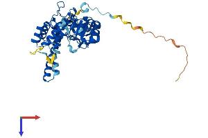 AlphaFold protein structure predicition of Mouse Recombinant Fen1 Protein, UniprotID P39749