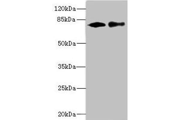 CALCOCO1 anticorps  (AA 462-691)