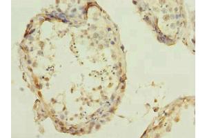 Immunohistochemistry of paraffin-embedded human testis tissue using ABIN7166719 at dilution of 1:100