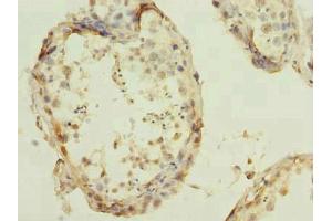 Immunohistochemistry of paraffin-embedded human testis tissue using ABIN7166719 at dilution of 1:100 (RBBP9 anticorps  (AA 1-186))