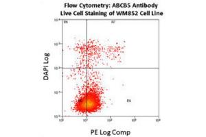 Flow Cytometry (FACS) image for anti-ATP-Binding Cassette, Sub-Family B (MDR/TAP), Member 5 (ABCB5) antibody (ABIN3002513) (ABCB5 anticorps)