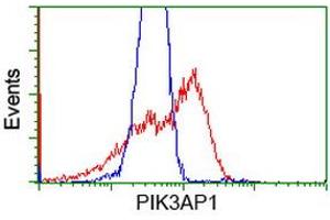 HEK293T cells transfected with either RC214125 overexpress plasmid (Red) or empty vector control plasmid (Blue) were immunostained by anti-PIK3AP1 antibody (ABIN2453457), and then analyzed by flow cytometry. (PIK3AP1 anticorps)