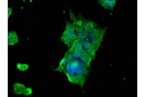 Immunofluorescence staining of 293 cells with ABIN7154578 at 1:166, counter-stained with DAPI. (GTPBP1 anticorps  (AA 562-669))