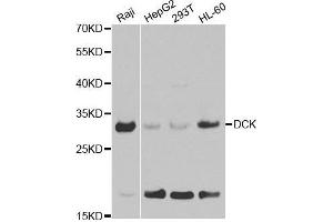 Western blot analysis of extracts of various cell lines, using DCK antibody. (DCK anticorps  (AA 1-260))