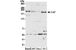 anti-Cullin 7 (CUL7) (AA 1500-1550) antibody