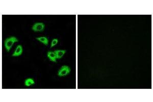 Immunofluorescence (IF) image for anti-Leukocyte Immunoglobulin-Like Receptor, Subfamily B (With TM and ITIM Domains), Member 4 (LILRB4) (Internal Region) antibody (ABIN1851488) (LILRB4 anticorps  (Internal Region))