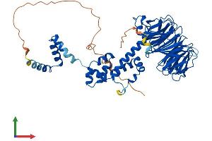 AlphaFold protein structure predicition of Mouse Recombinant Fbxw11 Protein, UniprotID Q5SRY7