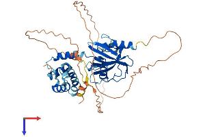 AlphaFold protein structure predicition of Mouse Recombinant Dcp2 Protein, UniprotID Q9CYC6