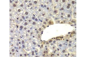 Immunohistochemistry of paraffin-embedded Mouse liver using SUPT20H Polyclonal Antibody at dilution of 1:100 (40x lens). (FAM48A/P38IP anticorps)