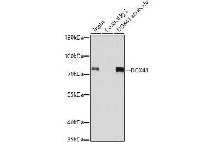 anti-DEAD (Asp-Glu-Ala-Asp) Box Polypeptide 41 (DDX41) (AA 1-300) antibody