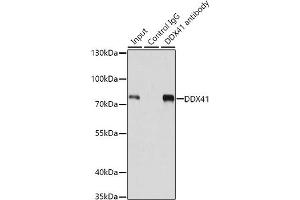 Immunoprecipitation analysis of 200 μg extracts of 293T cells using 1 μg DDX41 antibody (ABIN6130254, ABIN6139498, ABIN6139499 and ABIN6222254). (DDX41 anticorps  (AA 1-300))