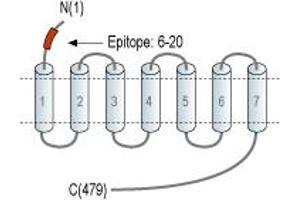 anti-Serotonin Receptor 2B (HTR2B) (AA 6-20), (Extracellular), (N-Term) antibody
