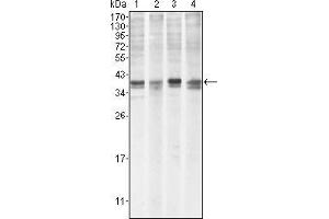 Western blot analysis using MCL1 mouse mAb against Hela (1), BCBL-1 (2), Jurkat (3) and HL60 (4) cell lysate.