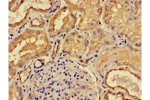 Immunohistochemistry of paraffin-embedded human kidney tissue using ABIN7158740 at dilution of 1:100 (ACP6 anticorps  (AA 35-324))