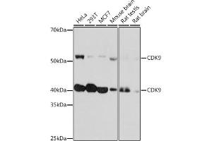 Western blot analysis of extracts of various cell lines, using CDK9 Rabbit mAb (ABIN7266597) at 1:1000 dilution. (CDK9 anticorps)
