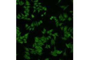 Immunocytochemistry (ICC) image for anti-Dual Specificity Phosphatase 5 (DUSP5) antibody (ABIN1112882)