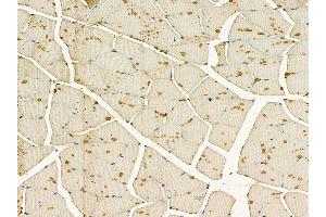 PDHK1 Mouse Monoclonal Antibody at 1/100 staining mouse muscle tissue by IHC-P. (PDK1 anticorps)