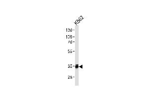 MBD3 Antibody (C-term) (ABIN1882264 and ABIN2843407) western blot analysis in K562 cell line lysates (35 μg/lane). (MBD3 anticorps)