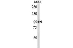 Western blot analysis of SCAP Antibody (Center) in K562 cell line lysates (35ug/lane). (SREBF chaperone anticorps  (Middle Region))