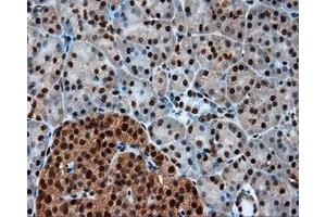 Immunohistochemical staining of paraffin-embedded Kidney tissue using anti-LTA4H mouse monoclonal antibody. (LTA4H anticorps)