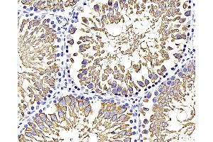 Immunohistochemistry analysis of paraffin-embedded rat testis using GLUT-3 Polyclonal Antibody at dilution of 1:400. (SLC2A3 anticorps)