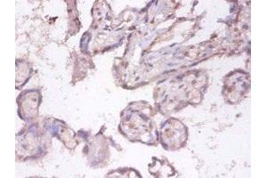 Immunohistochemistry of paraffin-embedded human placenta tissue using ABIN7173817 at dilution of 1:100 (TNFSF9 anticorps  (AA 52-254))