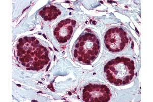 Anti-ELOVL5 antibody IHC of human breast.