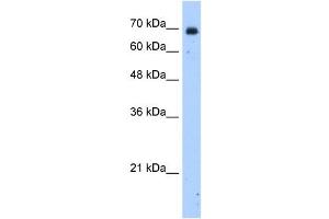 HSZFP36 antibody (20R-1274) used at 0. (ZNF823 anticorps  (N-Term))