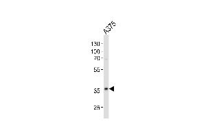 Western blot analysis of lysate from  cell line, using GDH Antibody (N-term) 7873a. (GAPDH anticorps  (N-Term))