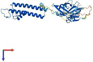AlphaFold protein structure predicition of Mouse Recombinant Kcnj13 Protein, UniprotID P86046