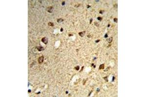 Formalin-fixed and paraffin-embedded human brain tissue reacted with NCOA7 Antibody N-term) ( followed  which was peroxidase-conjugated to the secondary antibody, followed by DAB staining.