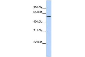 WB Suggested Anti-DIRC2 Antibody Titration:  0.
