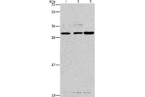 Western blot analysis of Lovo, Raji and A172 cell, using CRKL Polyclonal Antibody at dilution of 1:600 (CrkL anticorps)