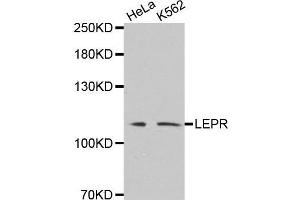 Western blot analysis of extracts of various cell lines, using LEPR antibody.