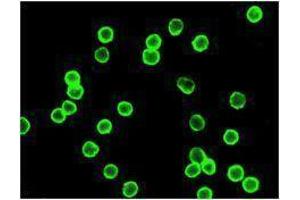 Immunofluorescence (IF) image for anti-CD4 (CD4) antibody (Alexa Fluor 647) (ABIN2657780) (CD4 anticorps  (Alexa Fluor 647))